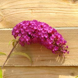 Buddleia 'Royal Red'